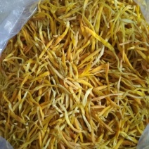 黄花菜种苗10cm以下