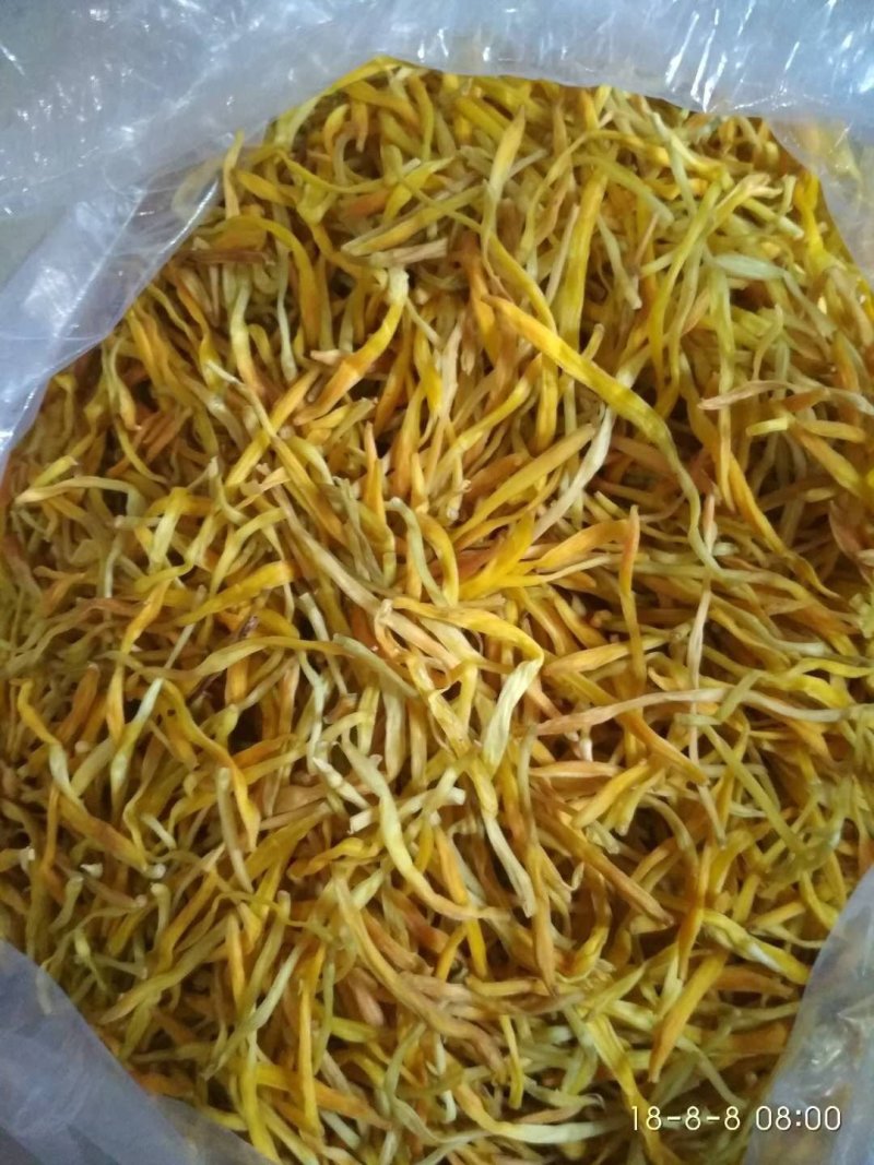 黄花菜种苗10cm以下