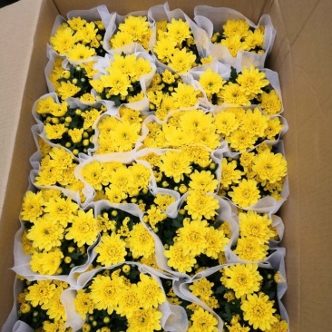 140黄菊花，一箱24盆，一盆6元