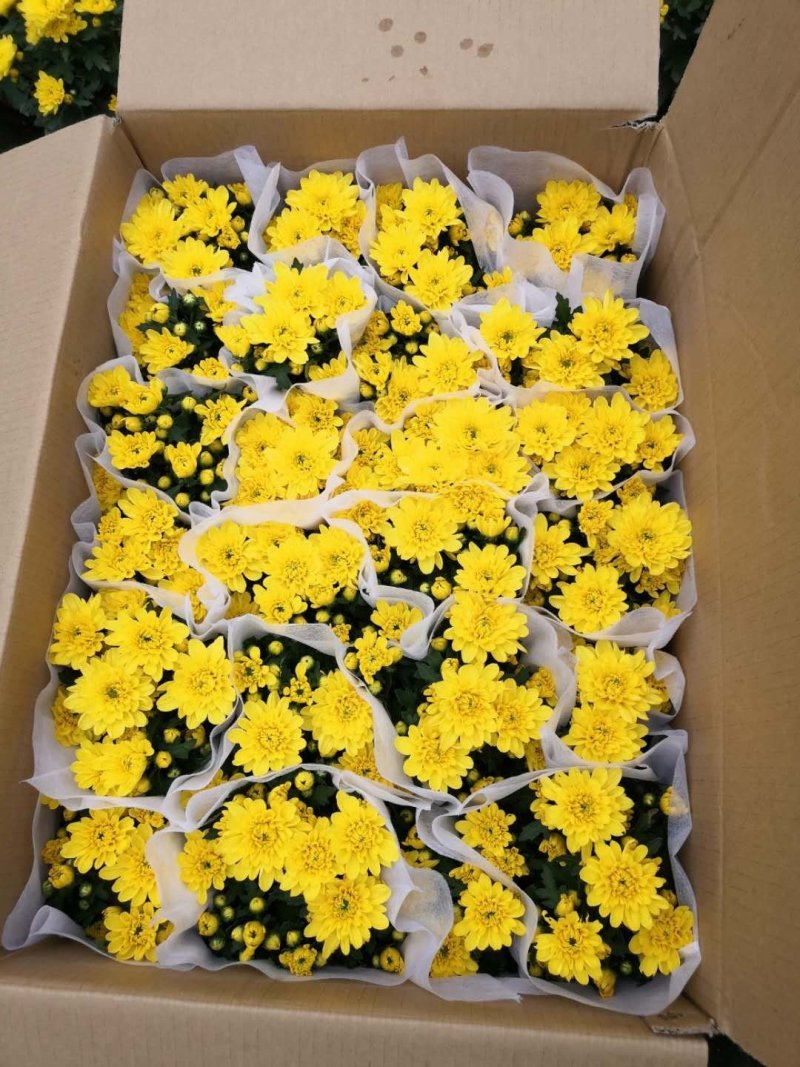 140黄菊花，一箱24盆，一盆6元