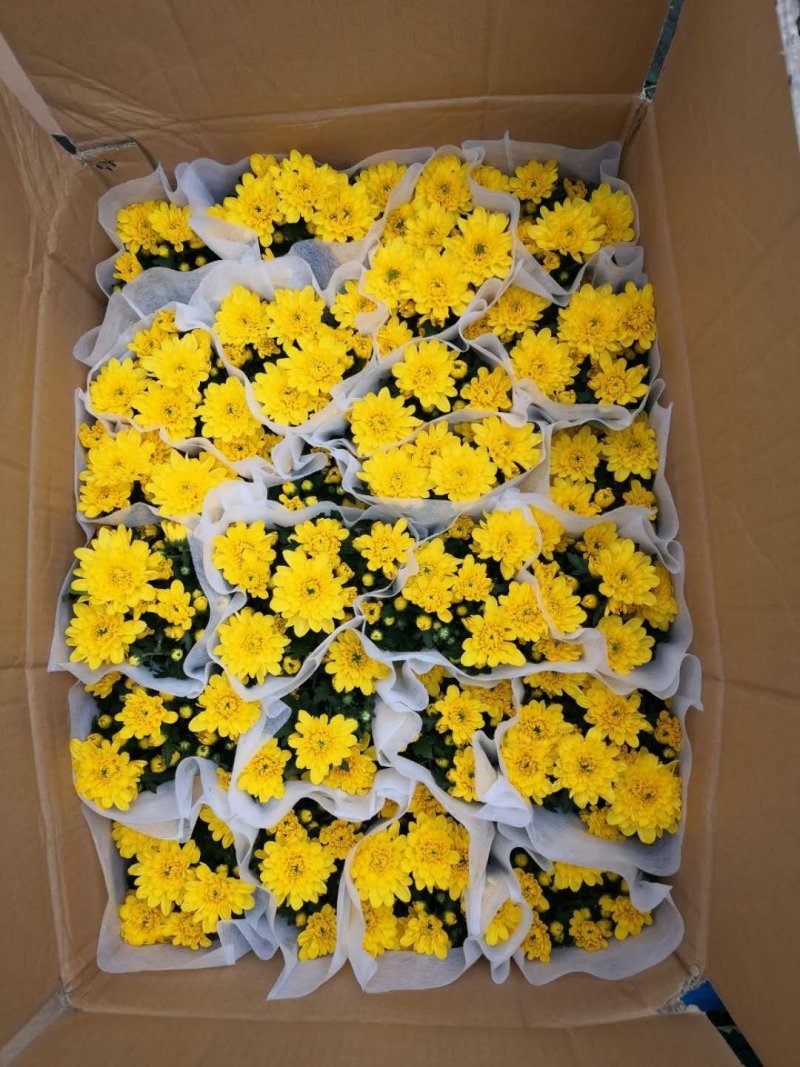 140黄菊花，一箱24盆，一盆6元