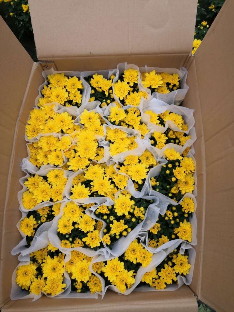 140黄菊花，一箱24盆，一盆6元