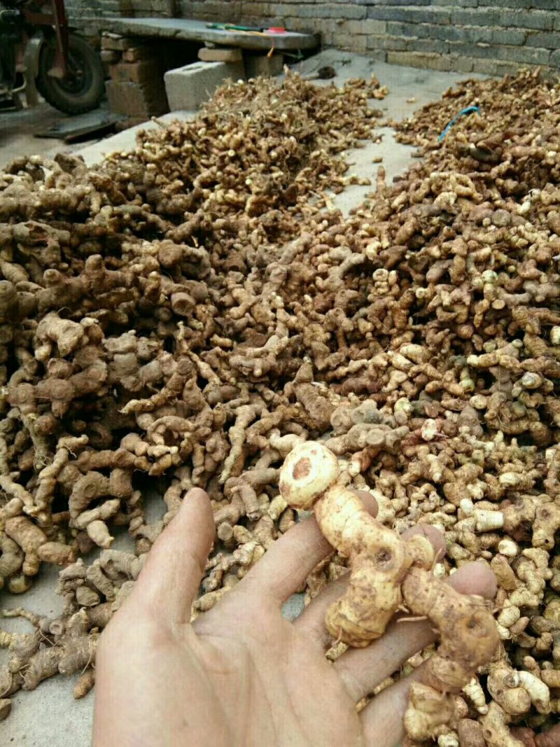 野生黄精/姜型黄精/黄精/