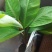 红皮粉蕉苗，本地蕉，高矮蕉！