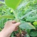 红皮粉蕉苗，本地蕉，高矮蕉！