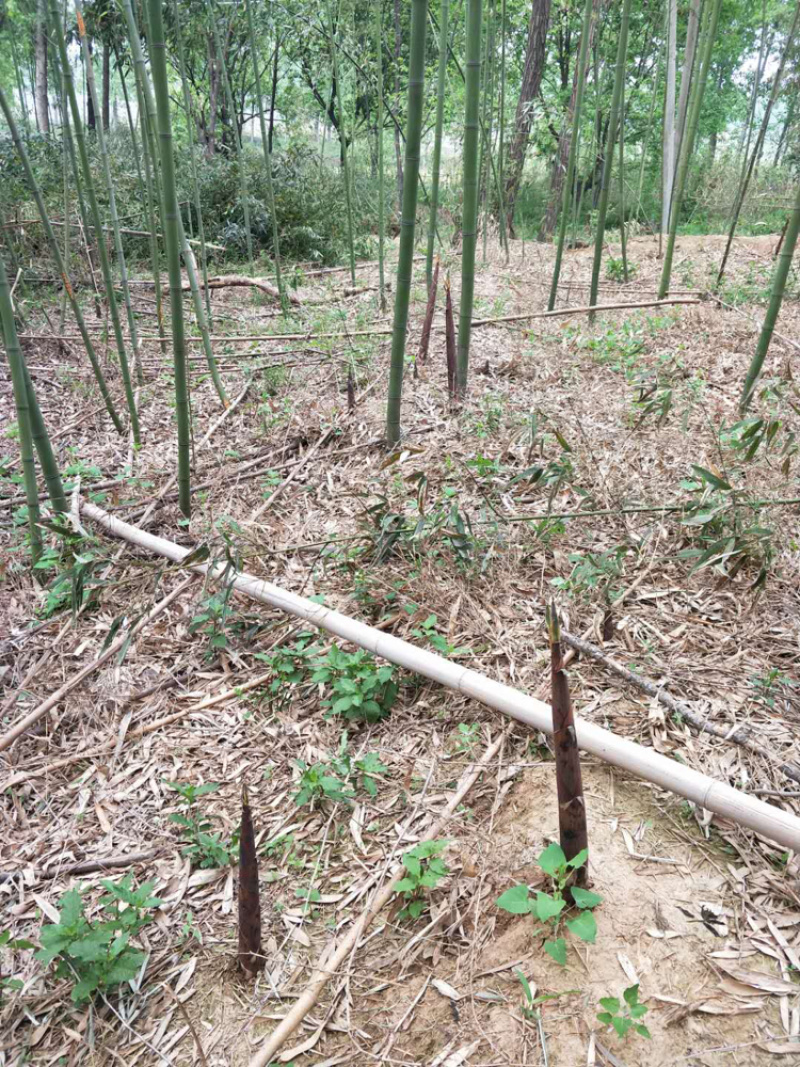 河南刚竹，早园竹，青竹，刚竹