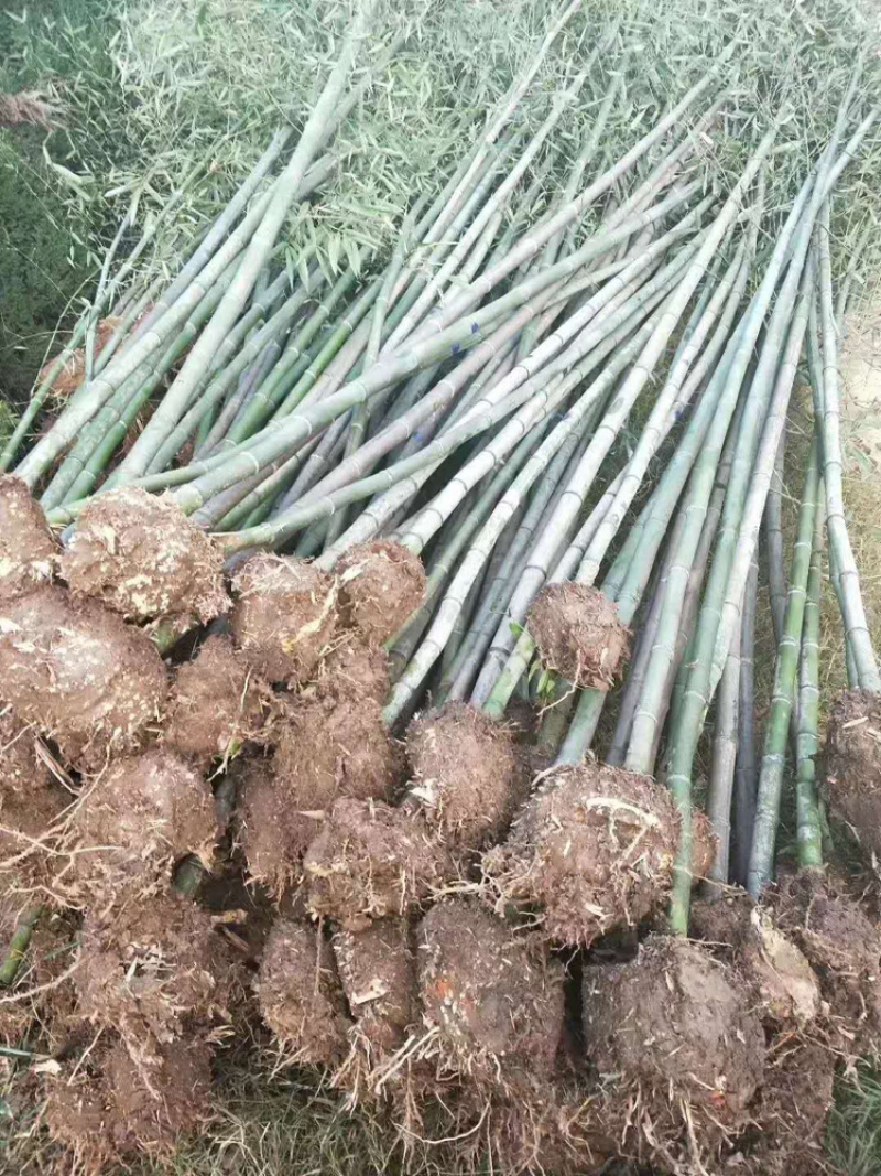 河南刚竹，早园竹，青竹，刚竹
