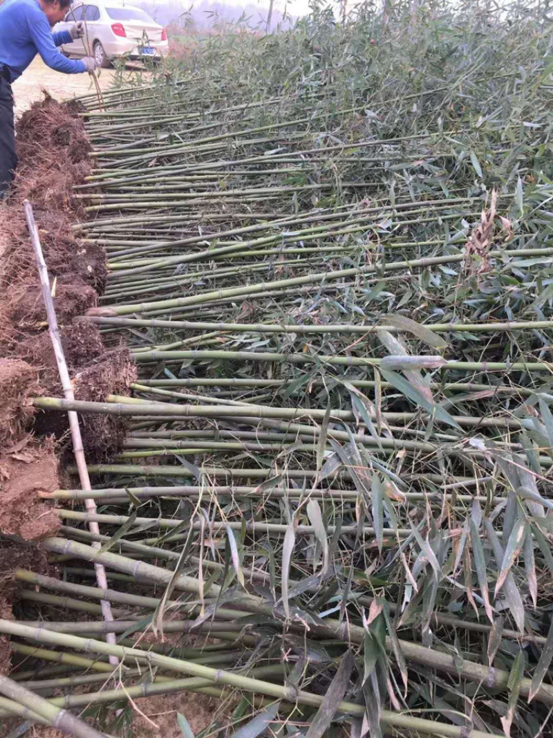 河南刚竹，早园竹，青竹，刚竹