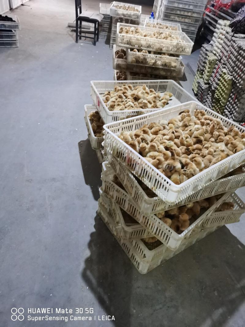 郑州小旭禽业公司:主要经营B380种蛋、良凤花种蛋、快大