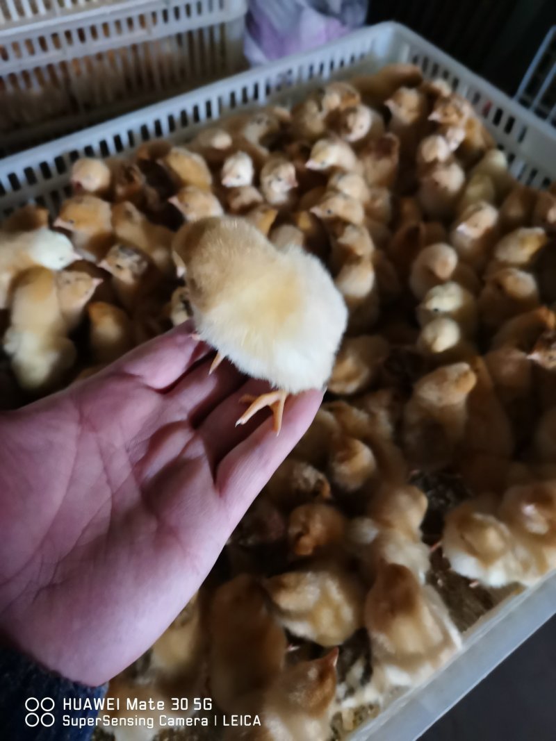 郑州小旭禽业公司:主要经营B380种蛋、良凤花种蛋、快大
