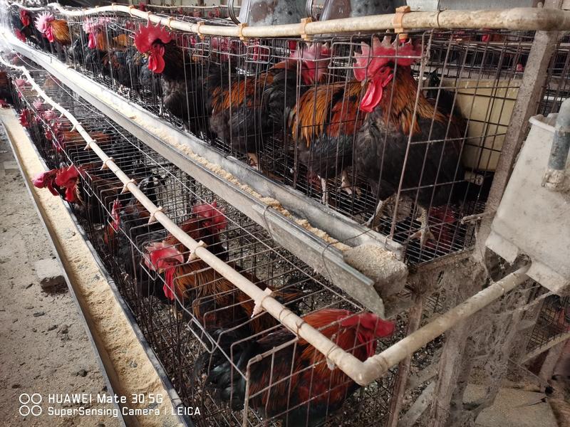 郑州小旭禽业公司:主要经营B380种蛋、良凤花种蛋、快大