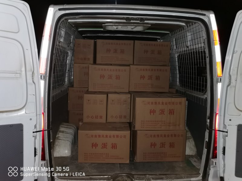 郑州小旭禽业公司:主要经营B380种蛋、良凤花种蛋、快大
