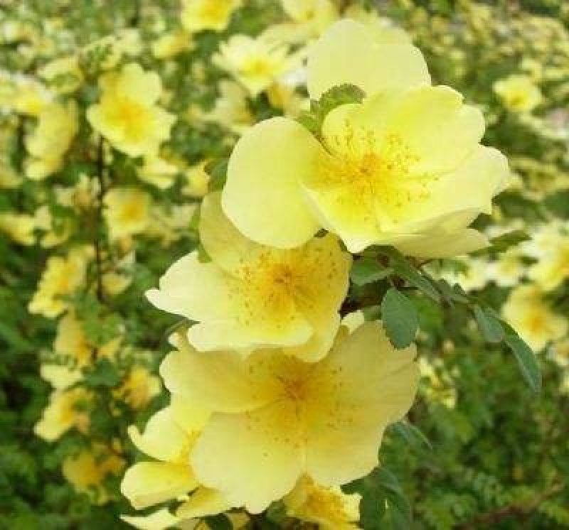 辽宁开原黄刺玫小苗黄刺梅工程苗黄玫瑰杯苗繁育基地