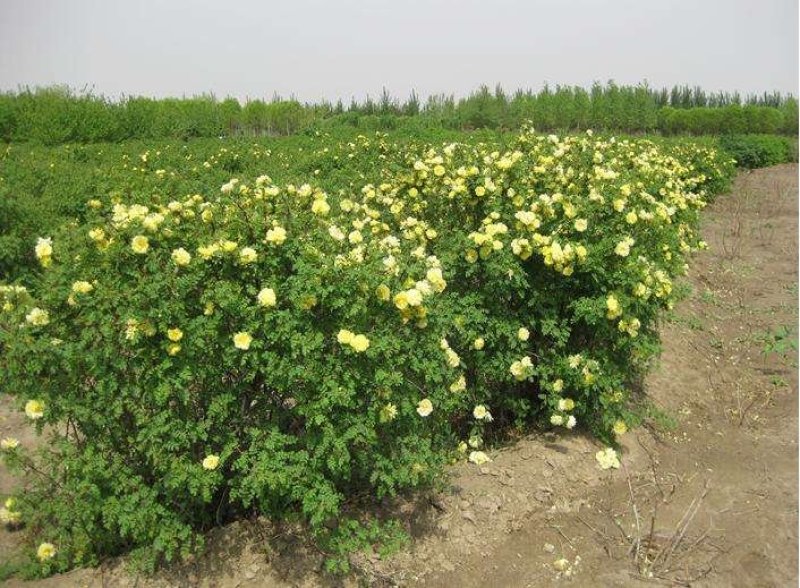 辽宁开原黄刺玫小苗黄刺梅工程苗黄玫瑰杯苗繁育基地