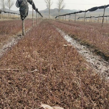 辽宁开原黄刺玫小苗黄刺梅工程苗黄玫瑰杯苗繁育基地