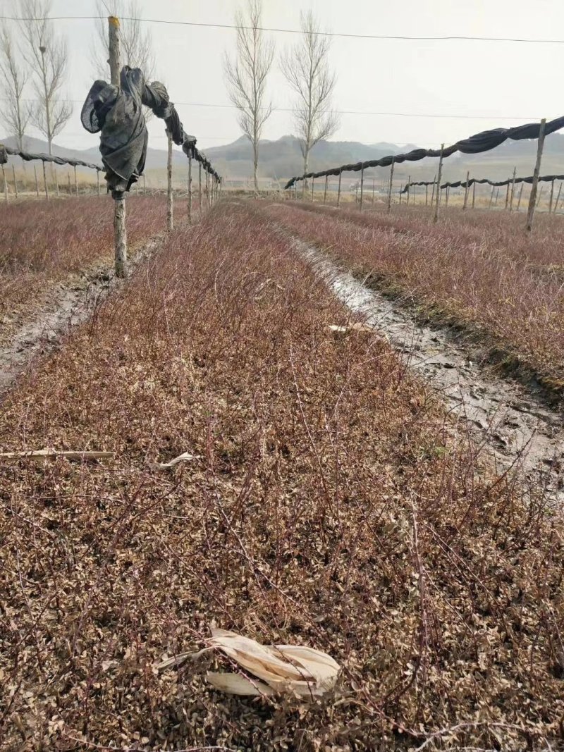 辽宁开原黄刺玫小苗黄刺梅工程苗黄玫瑰杯苗繁育基地