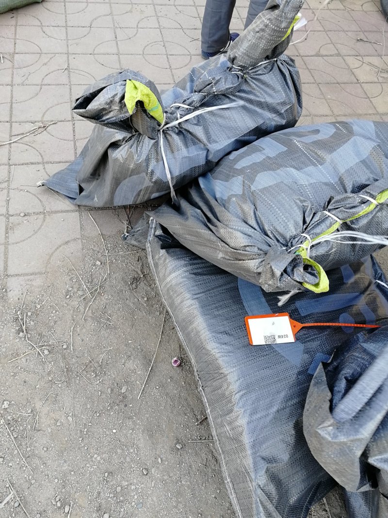 辽宁开原黄刺玫小苗黄刺梅工程苗黄玫瑰杯苗繁育基地