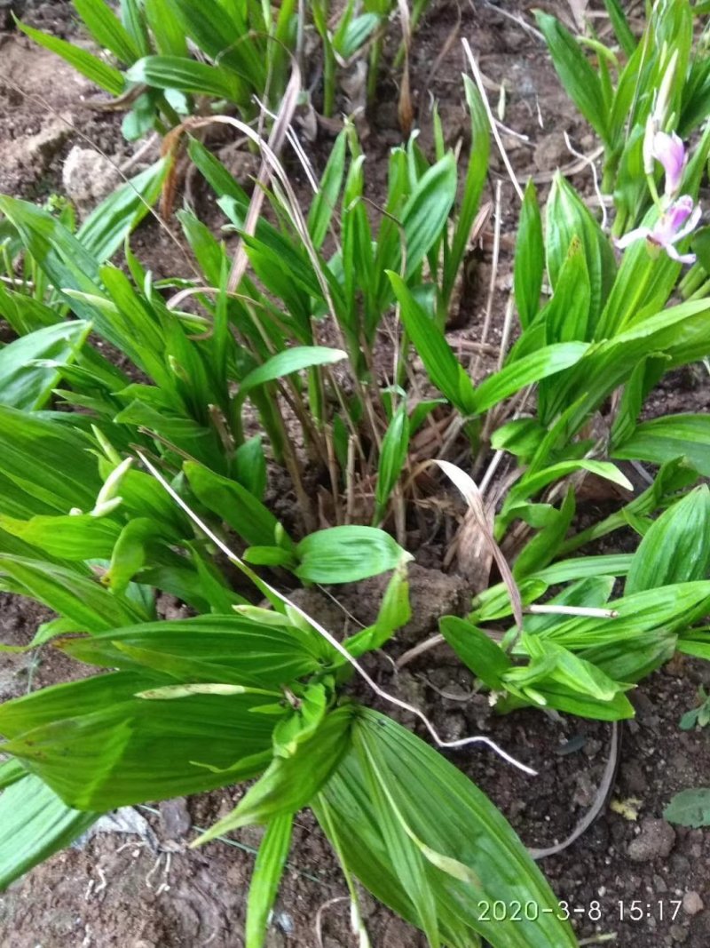 白芨种苗