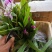 白芨种苗