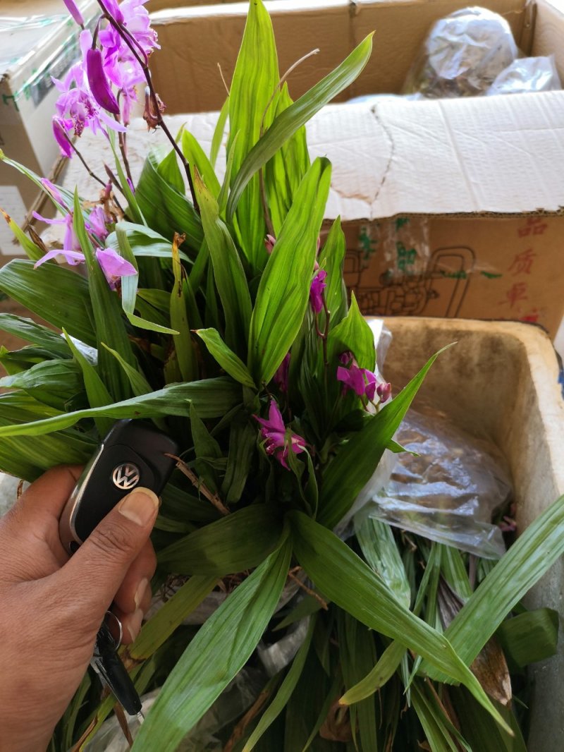 白芨种苗