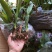 白芨种苗