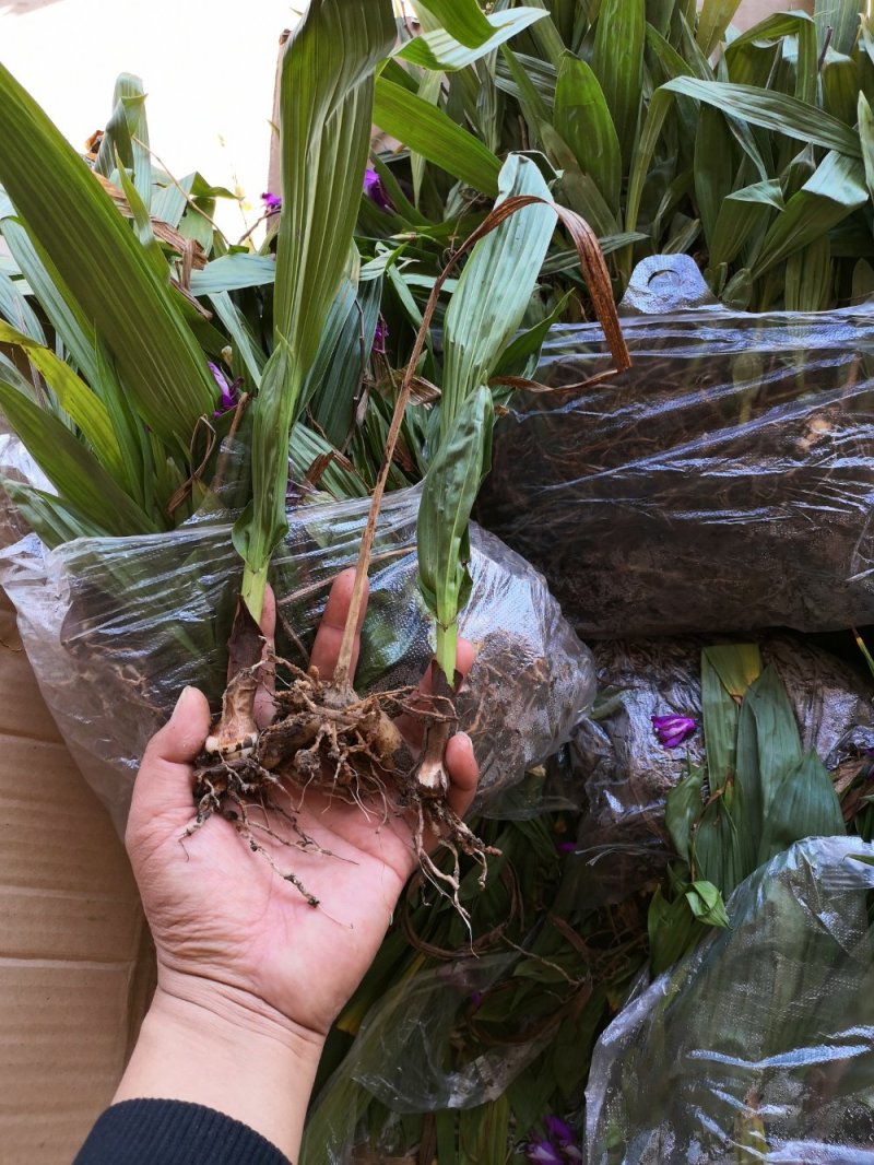 白芨种苗
