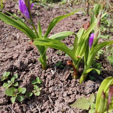 白芨种苗