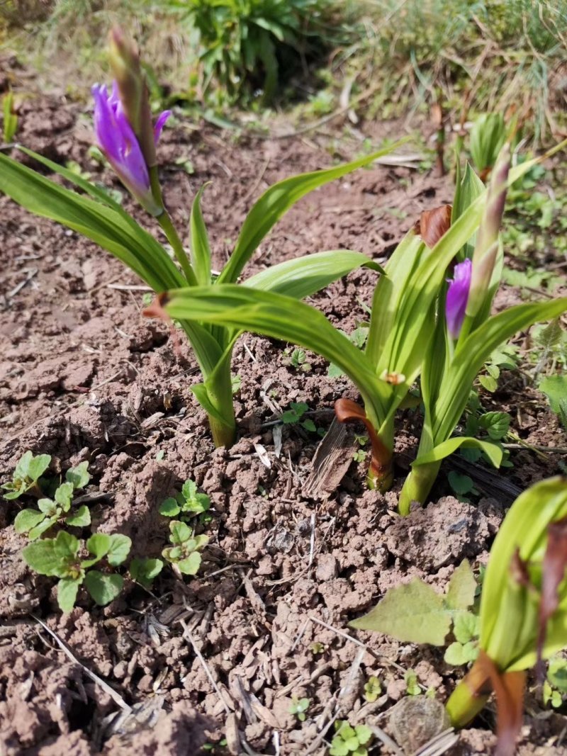 白芨种苗