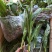 白芨种苗