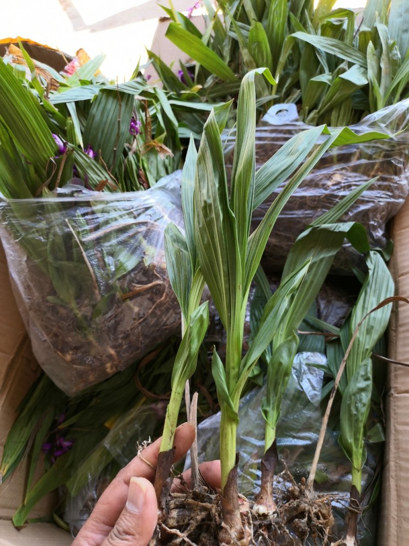 白芨种苗