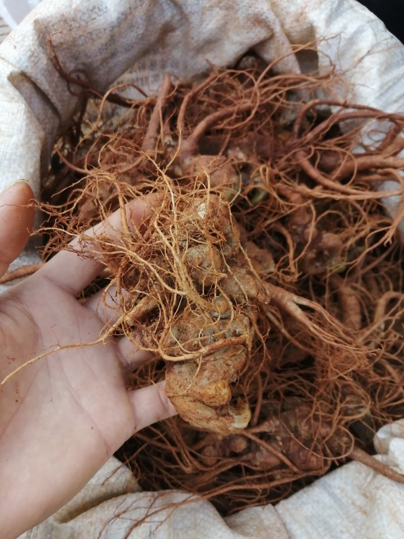 云南特产三七传统滋补品（白药）