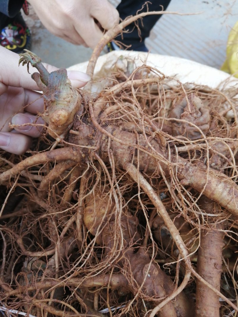 云南特产三七传统滋补品（白药）