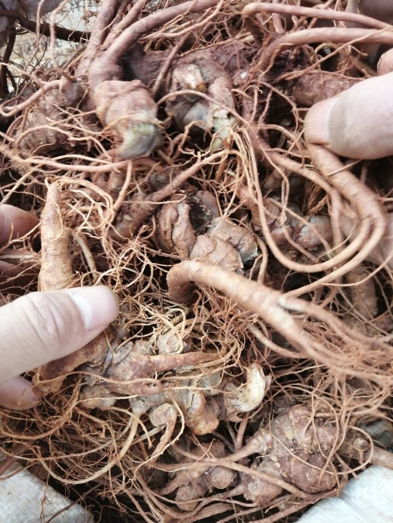 云南特产三七传统滋补品（白药）