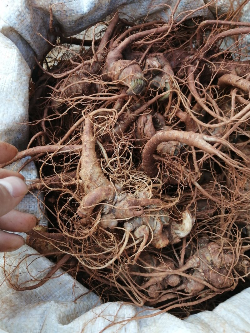 云南特产三七传统滋补品（白药）