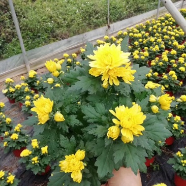 菊花盆栽黄白菊