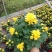 菊花盆栽黄白菊