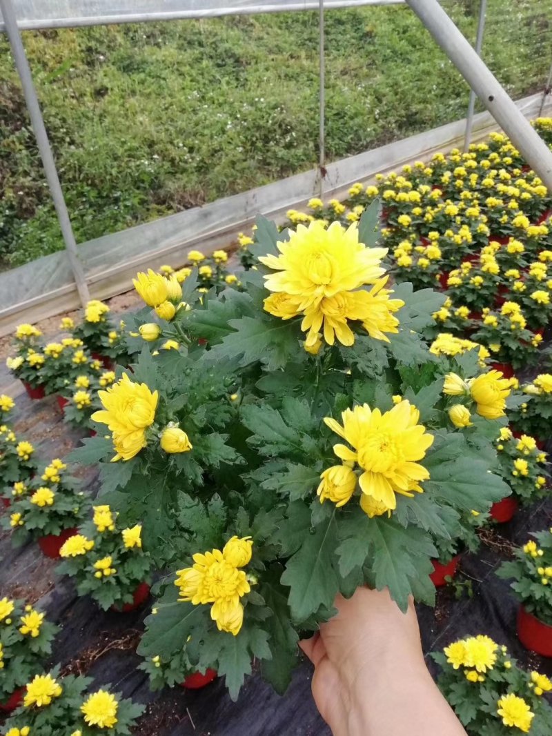 菊花盆栽黄白菊