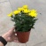 菊花盆栽黄白菊