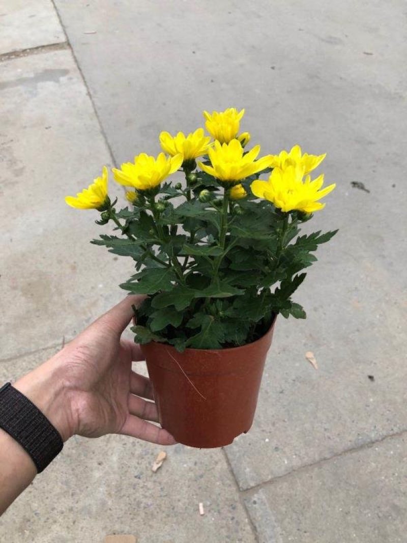 菊花盆栽黄白菊