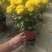 菊花盆栽黄白菊