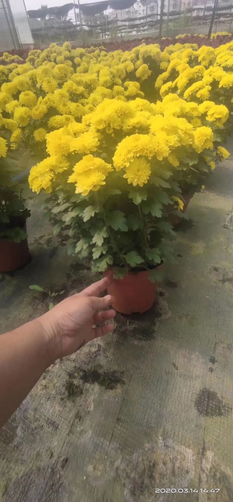 菊花盆栽黄白菊