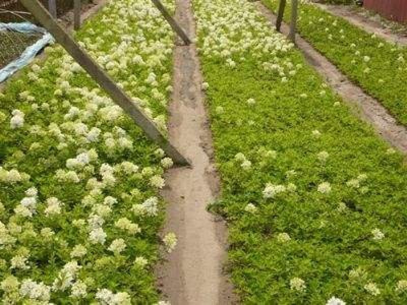 辽宁开原木绣球小苗大花水桠木工程苗杯苗繁育基地全国发货