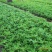 辽宁开原木绣球小苗大花水桠木工程苗杯苗繁育基地全国发货