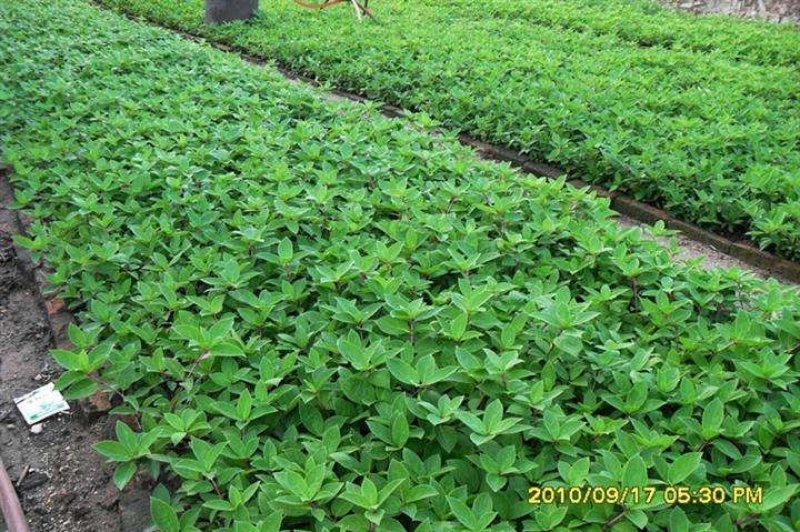辽宁开原木绣球小苗大花水桠木工程苗杯苗繁育基地全国发货