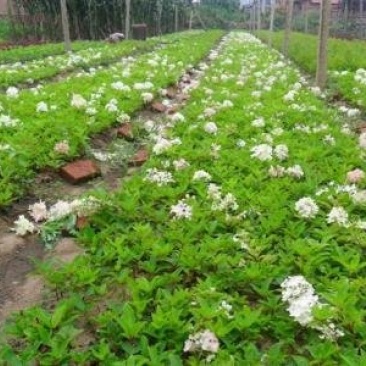 辽宁开原木绣球小苗大花水桠木工程苗杯苗繁育基地全国发货