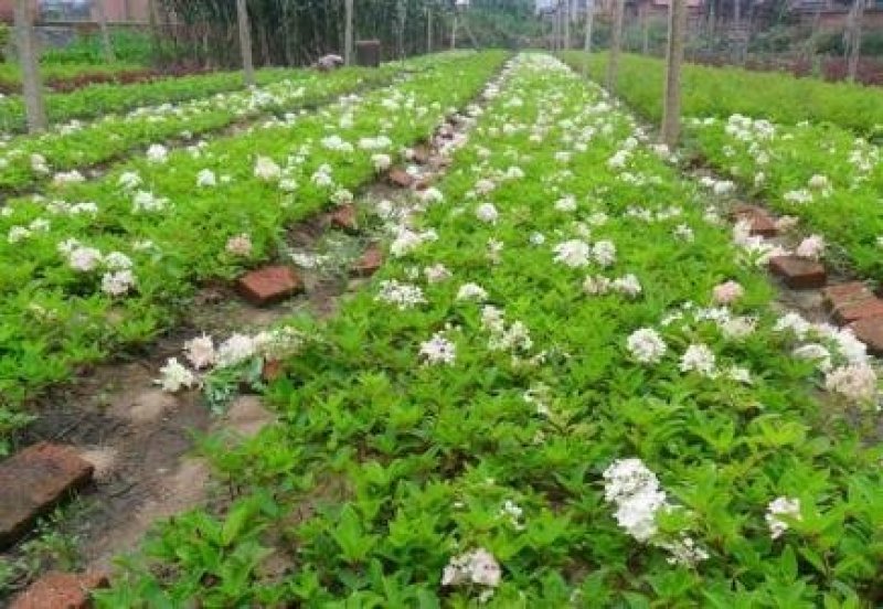 辽宁开原木绣球小苗大花水桠木工程苗杯苗繁育基地全国发货