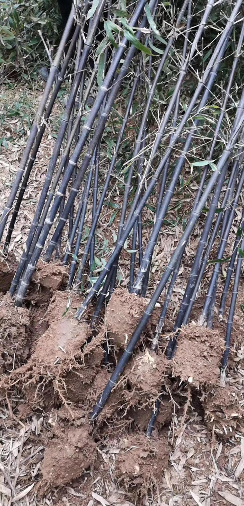紫竹，1公分—3公分左右，现挖现卖老移植，新移植都有