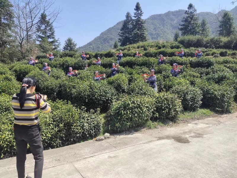 春茶黄山毛峰特级明前茶高山茶