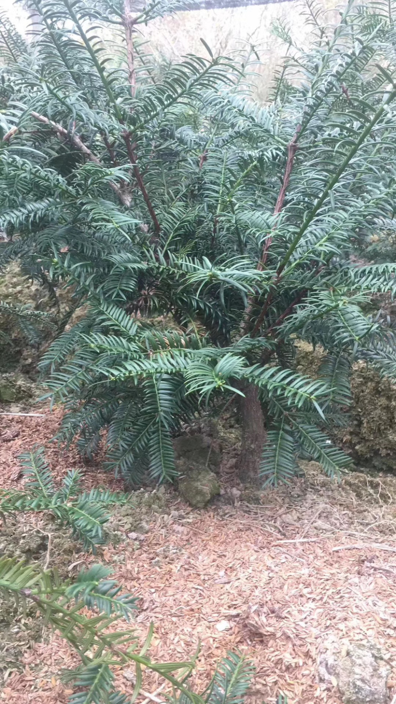 香榧小苗香榧小苗香榧小苗香榧小苗精品香榧小苗