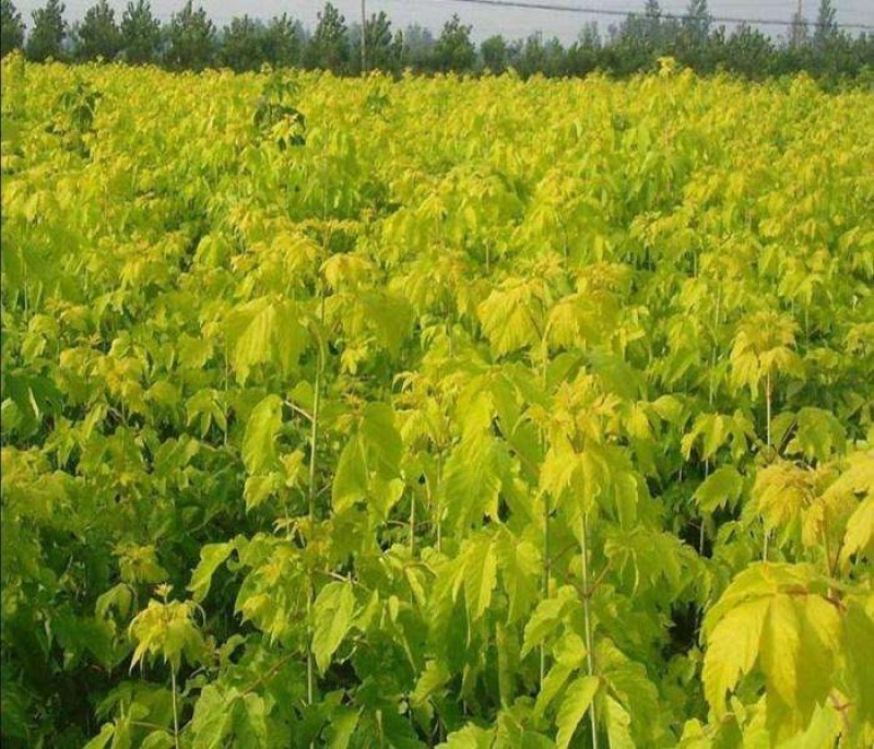 辽宁开原金叶复叶槭小苗糖槭工程苗杯苗繁育基地